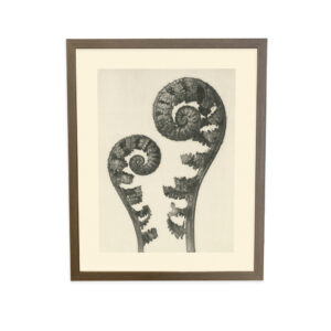 Plantstudie 56 (Art Forms in Nature)