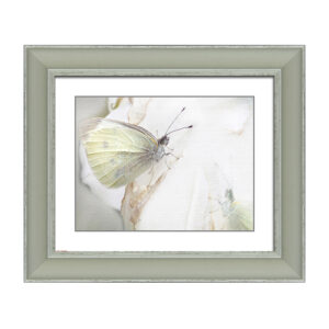 Small white butterfly AL1490G